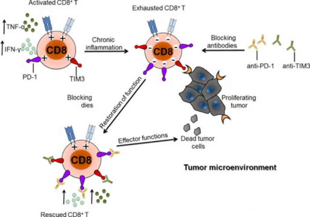 The Role of TIM3 Immune Checkpoint in Cancer Immunotherapy