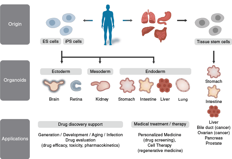 organoid_fig2_en