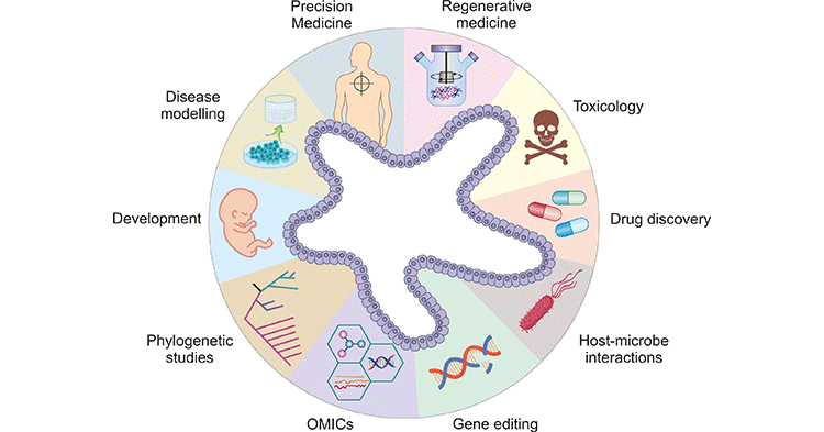 organoids-12(1)