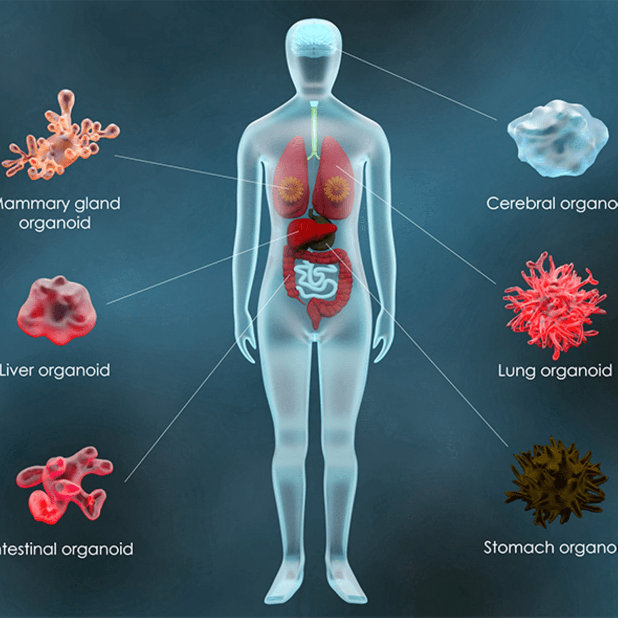 the-story-of-organoids-istock-875233622-sartorius(1)