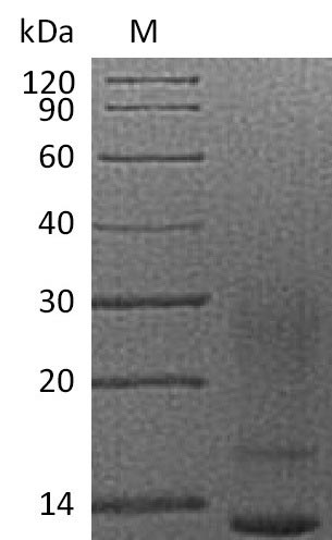 Recombinant Human Interleukin-13 (IL13) Protein (His)