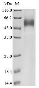 Recombinant Human Interleukin-13 (IL13) Protein (hFc)