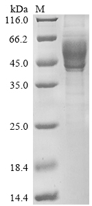 Recombinant Human Interleukin-13 (IL13) Protein (hFc-Myc)