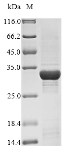 Recombinant Human Peroxisome Proliferator-Activated Receptor Delta (PPARD) Protein (His)