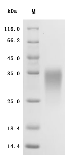 Recombinant Human/Cynomolgus Activin receptor type-2A (ACVR2A), partial (Active)