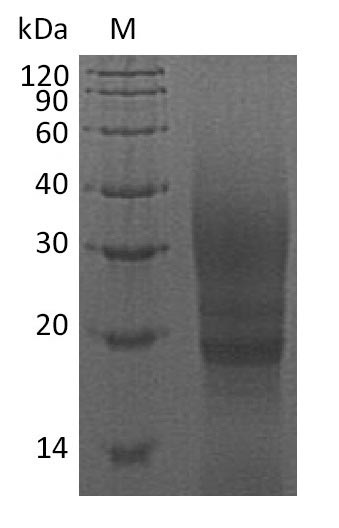 Recombinant Guinea Pig Cytotoxic T-Lymphocyte Associated Protein 4 (CTLA4) Protein (His), Active