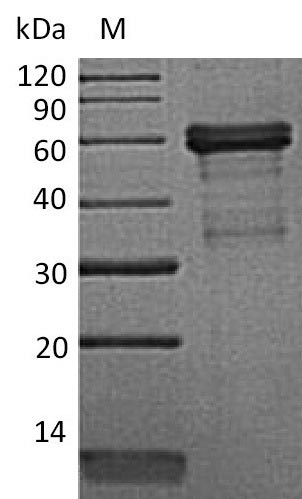 Recombinant Mouse Tumor Necrosis Factor Receptor Superfamily Member 14 (TNFRSF14) Protein (hFc), Active